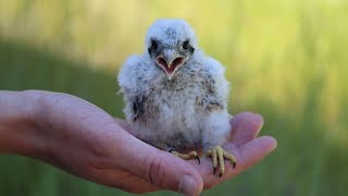 Nestling American Kestrel Banding [upl. by Putnem]