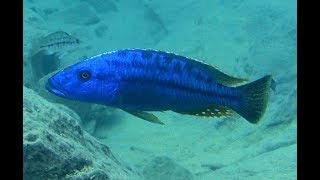 Tyrannochromis nigriventer South filmed at Thumbi island [upl. by Afas]