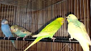 🐥love birds sound 🐥◍•ᴗ•◍ Beautiful Budgie Beautiful Australian Parrots Natural Sounds birds [upl. by Patrick]