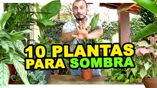 10 PLANTAS PARA SOMBRA [upl. by Felicle309]