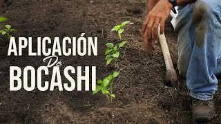 APLICACIÓN DE BOCASHI EN CULTIVO DE PIMIENTOS Y FRIJOL  Jairo Restrepo Rivera [upl. by Otte236]