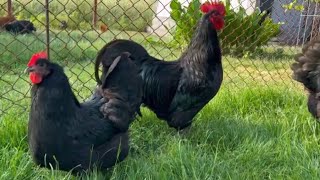 Black Australorp chickens [upl. by Enaz]