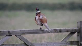 Pheasant call [upl. by Nraa]