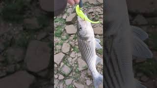 Striped bass fishing with a fluke [upl. by Ruamaj]