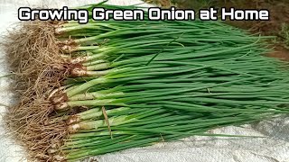 How to Grow Green Onion at Home  Easy for beginners [upl. by Tracee792]