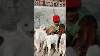 Hasnain is playing with goat kids [upl. by Atil]