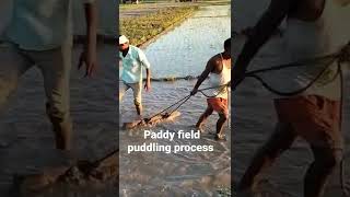 paddy field puddling process [upl. by Ainoz]