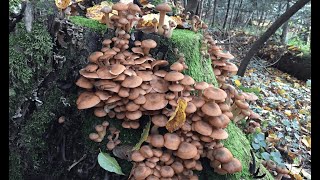 She collects and cooks autumn mushrooms in the forest Part 34ARMILLARIA MELLEA ASMR [upl. by Assirec]