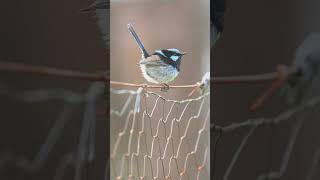 🐥•⁵⁷ Superb Fairywren Malurus cyaneus in Australasian Wren Family Maluridae [upl. by Glimp]