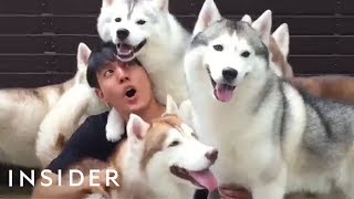 Café In Thailand Lets You Play With A Pack Of Huskies [upl. by Aggie344]