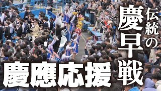 慶早戦2024秋 慶應応援 【東京六大学野球 早稲田大 vs 慶應大 2回戦】 20241110 明治神宮球場 応援団 野球応援 早慶戦 [upl. by Dominik]