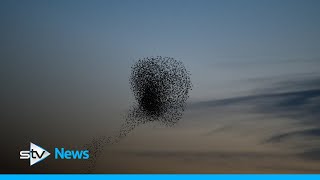 Murmuration of 30000 starlings swirl across sunset [upl. by Nosirb]