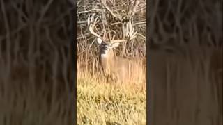 Monster whitetail buck out in the open Distractor Factor HIGH 😳 huntingshorts [upl. by Norat]