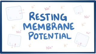 Resting membrane potential  definition examples [upl. by Akcebar]