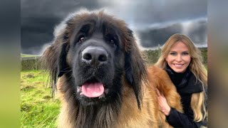 THE GIANT LEONBERGER  DANGEROUS LION DOG [upl. by Arri665]