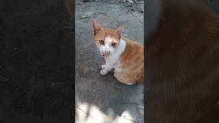 Olen n Flen cat catlover kucing kitten shortvideo animals subscribe [upl. by Leakcim]