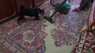 Est Etiam  airedale R litter 8 weeks amp vacuum cleaner [upl. by Leahpar]