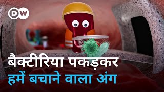 हमें बीमारियों से बचाने वाले स्प्लीन को आप कितना जानते हैं What does the spleen do [upl. by Ruddie402]