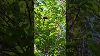 Bellbird eats and sings birds NZendemic wildlife NewZealandBirds bellbird [upl. by Atinet]