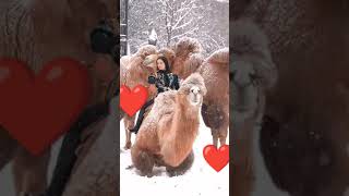 shortvideo subscribe shorts short live music urdu love comingsoon wildbull animals [upl. by Erdman]