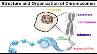 Chromosome Structure Function Shape composition and organization [upl. by Zelazny188]