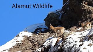 IRAN  The wildlife of Alamut [upl. by Xylina]