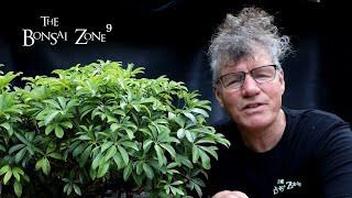 Repotting My Banyan Style Schefflera Part 1 The Bonsai Zone July 2022 [upl. by Jaddo]