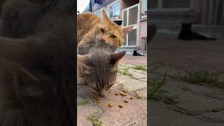 The male cat bit the female kittens neck and refused to let go [upl. by Ahsaz]