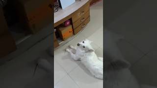 Oreo TV Dekh Raha Hai 😲😲 sourav Joshi vlogs souravjoshivlogs piyushjoshi oreo dog funny bts [upl. by Iyre]