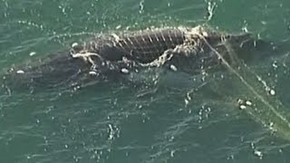 Humpback whale freed from shark net [upl. by Nhguavaj482]