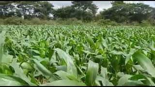 Iffco NANO UREA and Iffco SAGARIKA product review by farmer in corn field [upl. by Papotto]