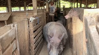 Embarcando os porco pra Goiânia 10 capados acima 10 arrobas [upl. by Inaffets]