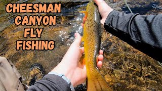 Fly Fishing Cheesman Canyon near Deckers Colorado [upl. by Gregoire]