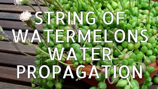 How to water propagate String of Watermelon nature [upl. by Aldercy]