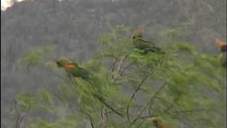 Red Fronted Macaws Part I and Part V [upl. by Nosyrb]