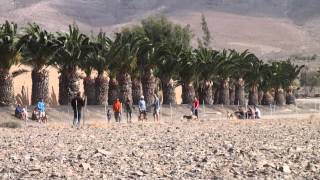 Carrera de Podencos Canarios en Fuerteventura parte I [upl. by Tita962]