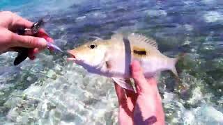 Reef Fishing in Maldives [upl. by Benisch208]