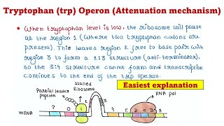 Trp Operon  Attenuation mechanism [upl. by Yetnom]