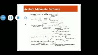 Acetate Malonate pathway [upl. by Aillicirp889]