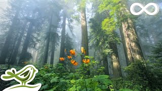 Sunny Mornings Beautiful Relaxing Music with Piano Guitar amp Bird Sounds by Peder B Helland [upl. by Yedorb]