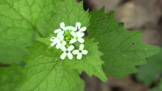 Alliaria petiolata  Knoblauchsrauke Garlic Mustard [upl. by Denae613]