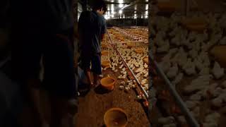 ngangon ayam semuaorang subscribe pengikut [upl. by Lledrev]