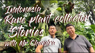 Touching Decadesold Rare Plant Trade Stories Shared by Mr Chandra in Indonesia  Before Instagram [upl. by Epilihp]