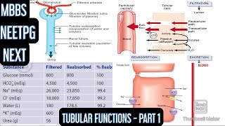 Tubular Functions  Part 1 Reabsorption amp Secretion in PCT Renal Splay [upl. by Bautram]