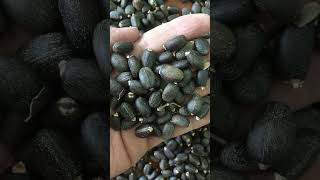 بذور جاتروفا Jatropha seeds [upl. by Darnall696]