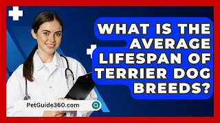 What Is the Average Lifespan of Terrier Dog Breeds  PetGuide360com [upl. by Lorola]