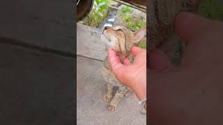 Baby cat meowing for milk☺️😚ytshorts viralvideo animals motivation [upl. by Fowle]