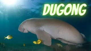 Dugongs Fascinating Facts and the Urgent Need for Conservation [upl. by Ellenaej]