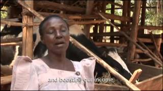 Small Scale Dairy Production In Uganda [upl. by Decamp]