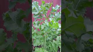 kale🥬vegetable garden myvegetablegarden gardening [upl. by Esmeralda]